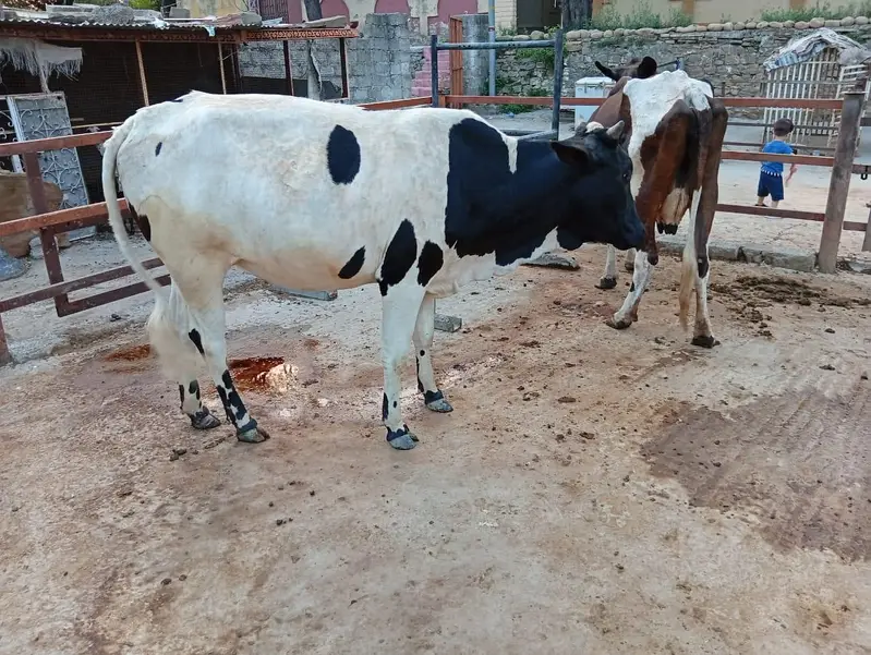 heifer — photo 7