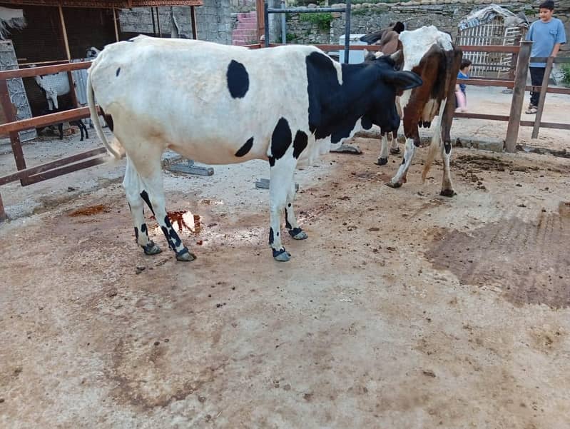 heifer 7