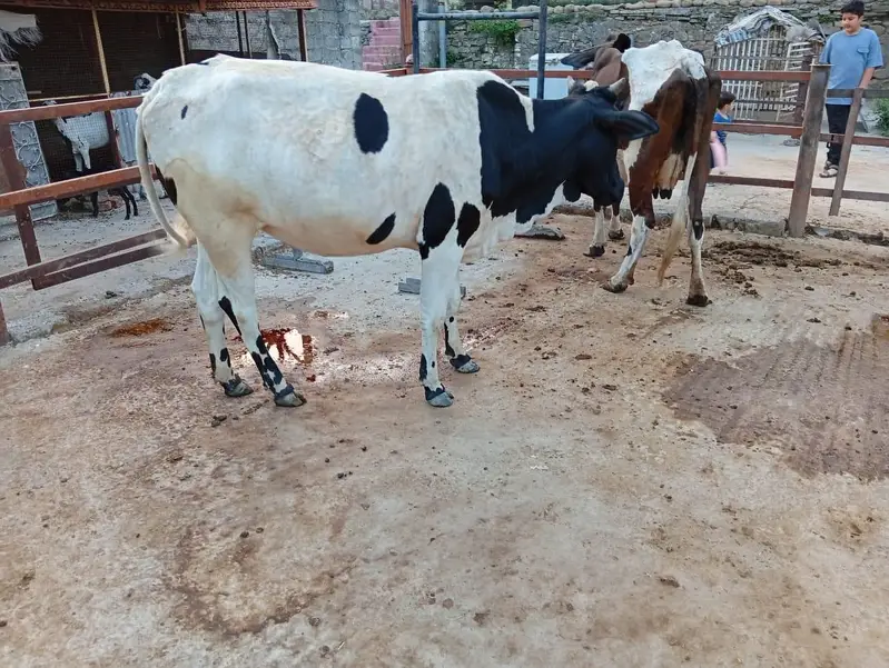 heifer — photo 8