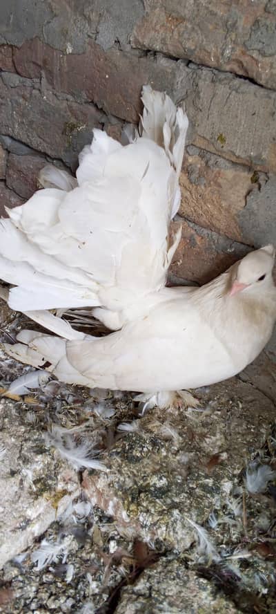 white pair amrican for sale