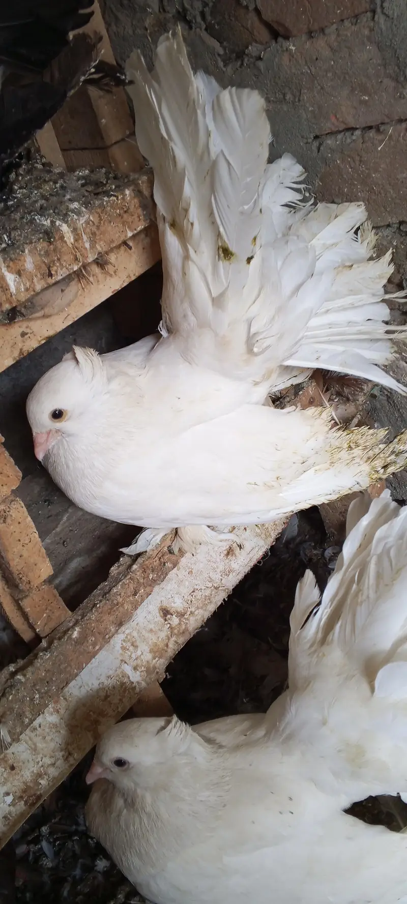 white pair amrican for sale — photo 2