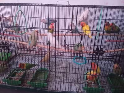 Beautiful and Healthy Lovebirds Setup for Sale (Total 18 Birds)