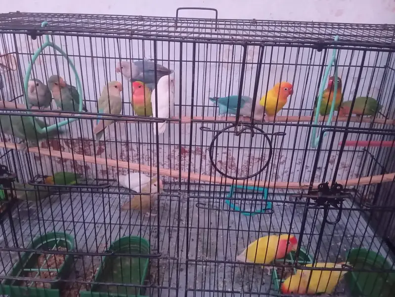 Beautiful and Healthy Lovebirds Setup for Sale (Total 18 Birds) — photo 2