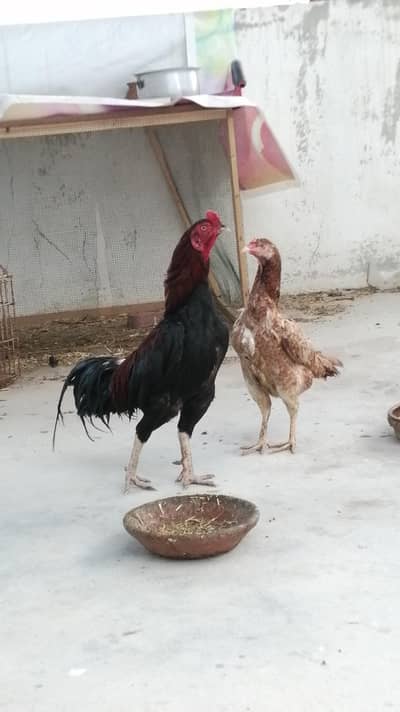 Aseel murga rooster