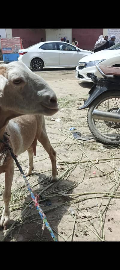 Taedi Bakri Sanan Goat