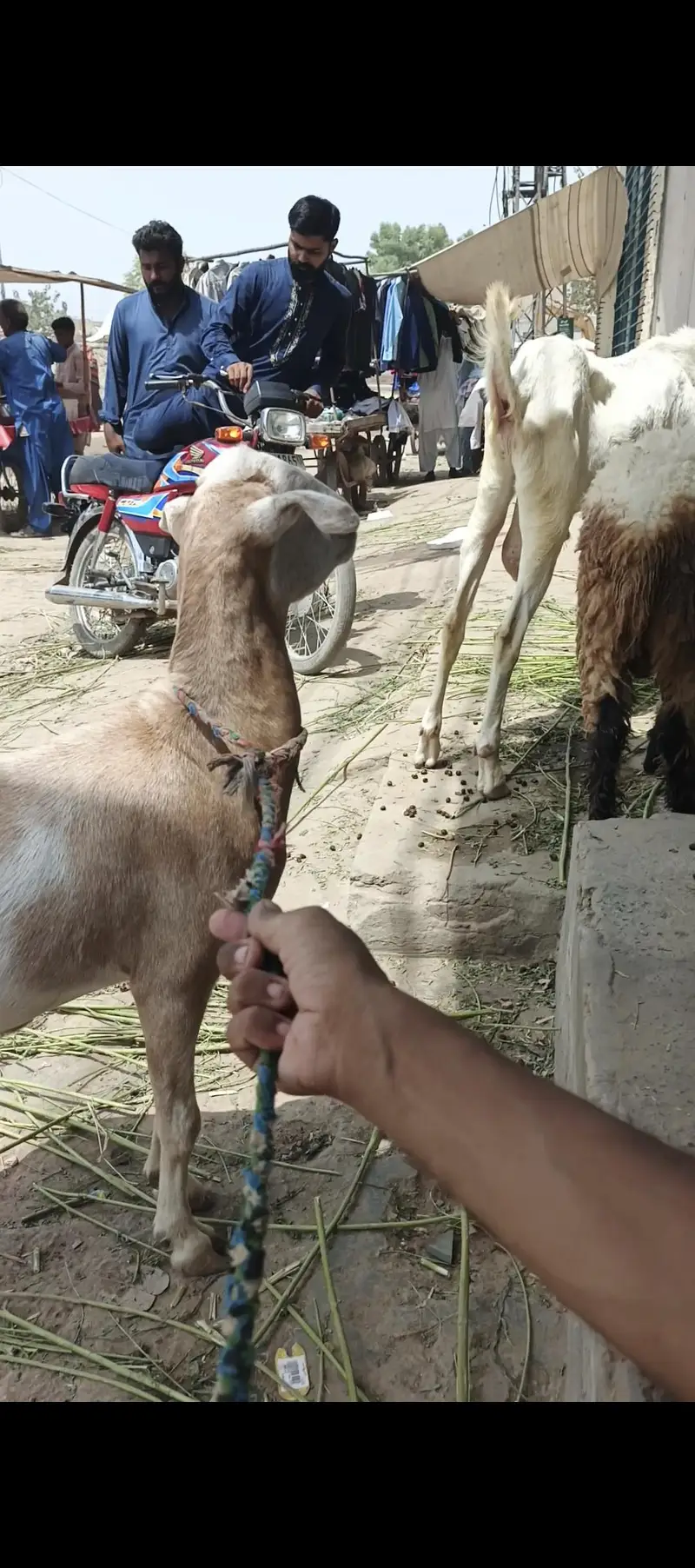 Taedi Bakri Sanan Goat — photo 2