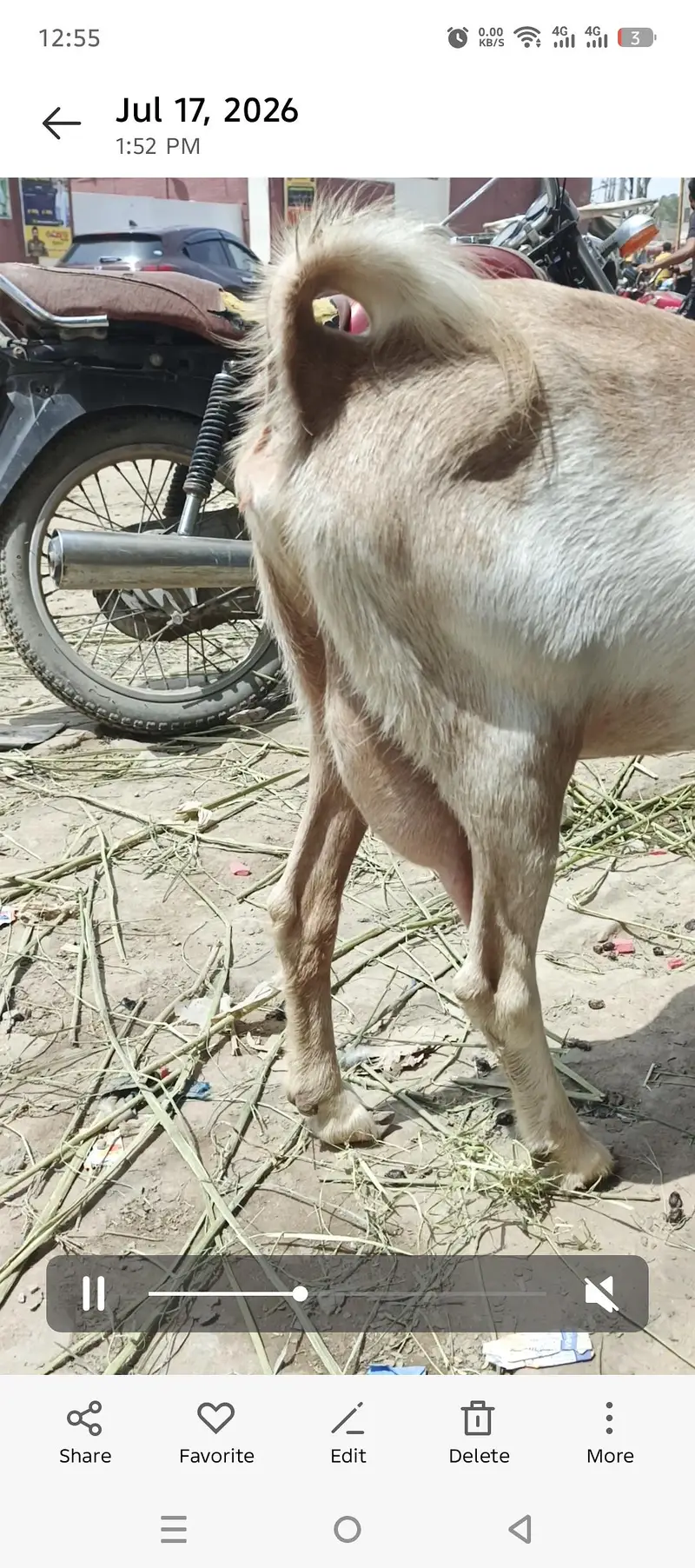 Taedi Bakri Sanan Goat — photo 3