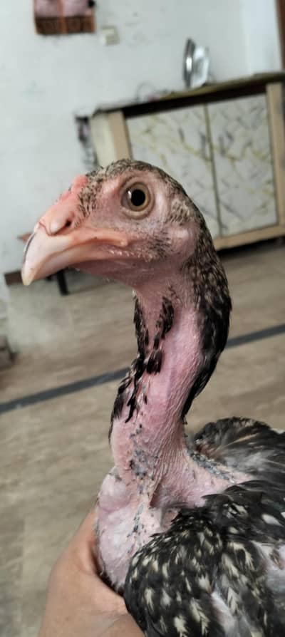 Aseel chicks for sale