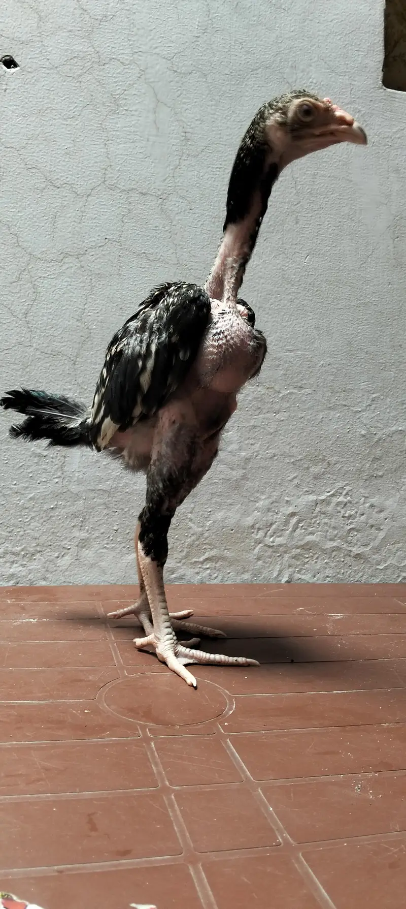 Aseel chicks for sale — photo 3