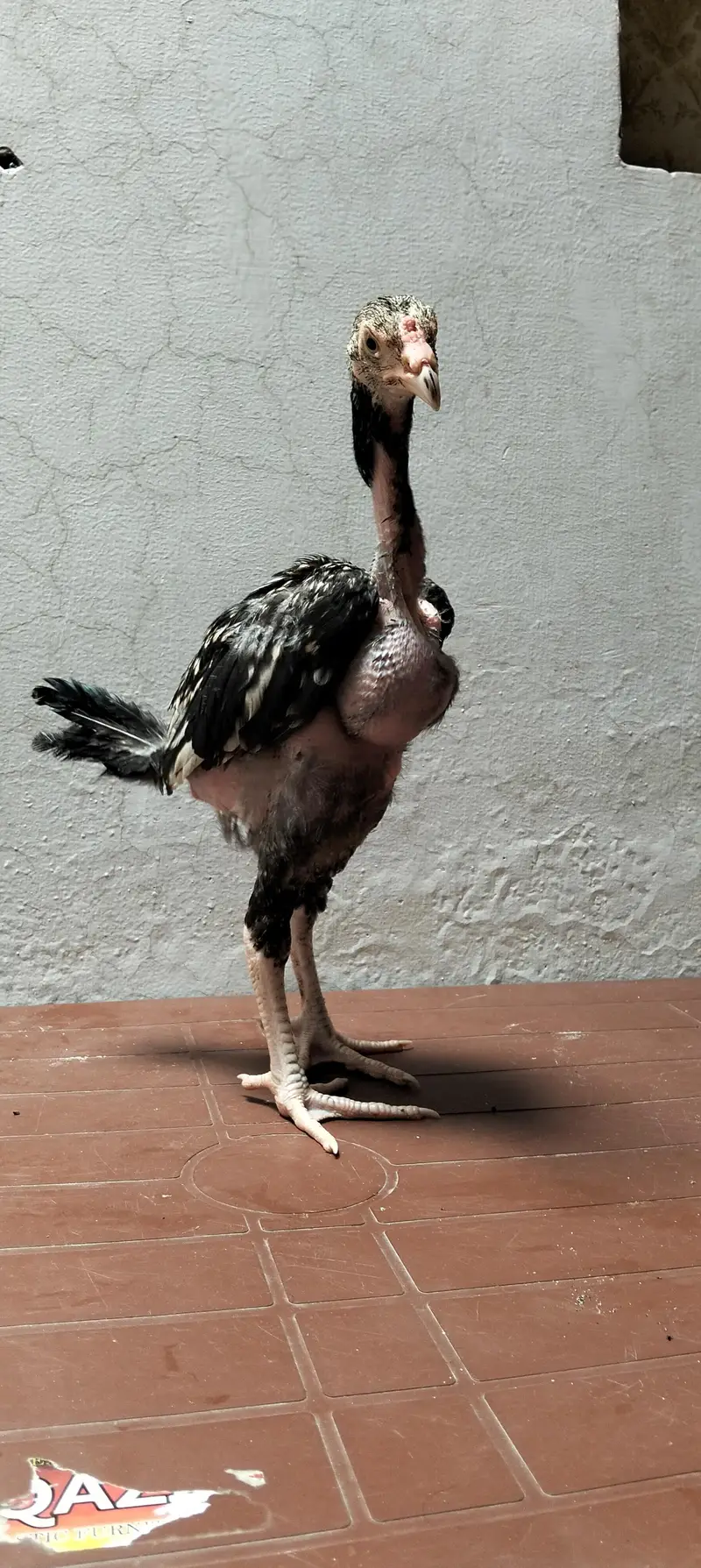 Aseel chicks for sale — photo 4