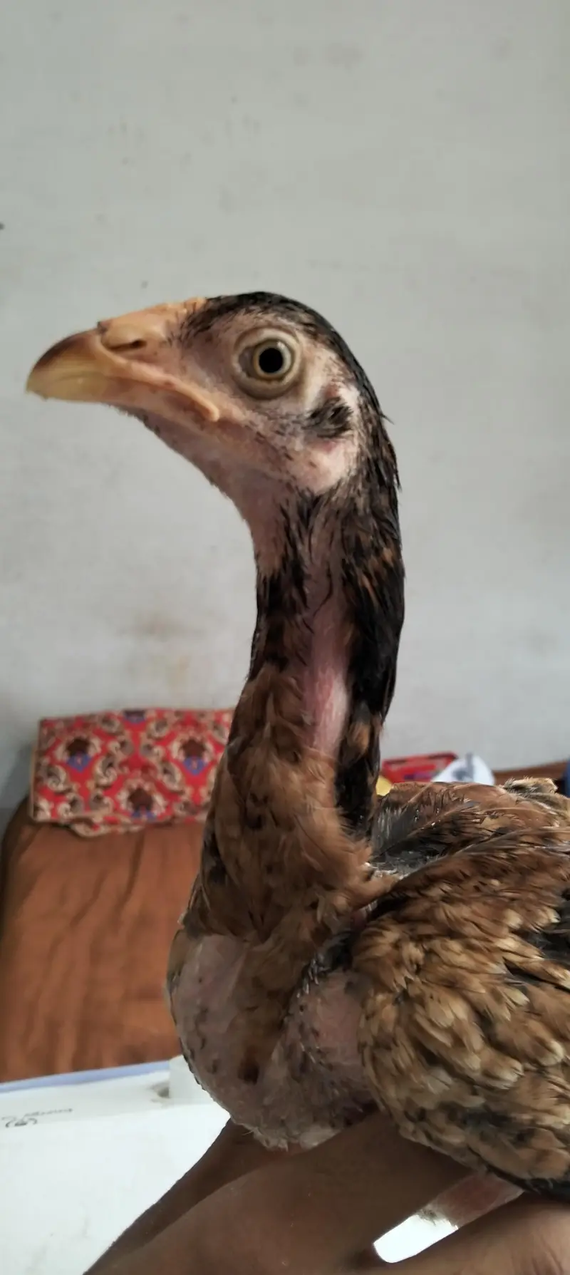 Aseel chicks for sale — photo 5
