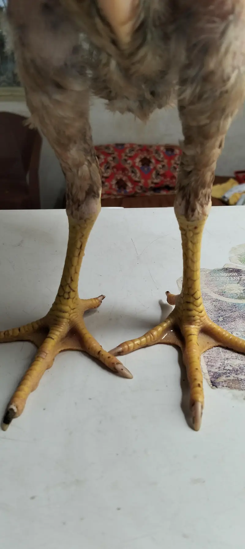 Aseel chicks for sale — photo 6