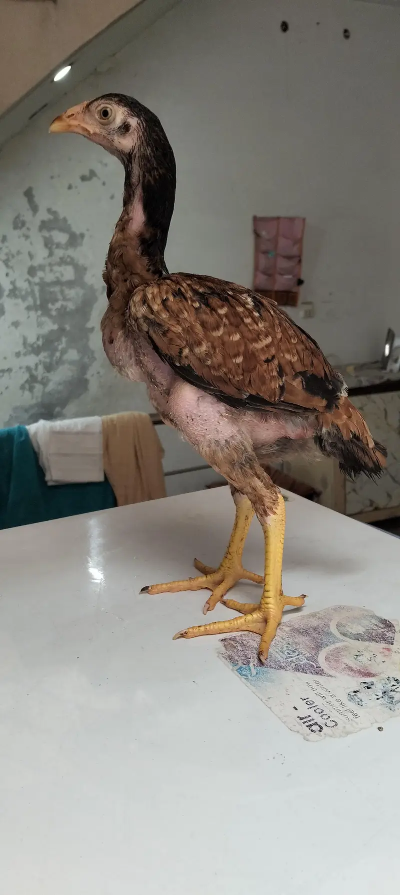 Aseel chicks for sale — photo 7