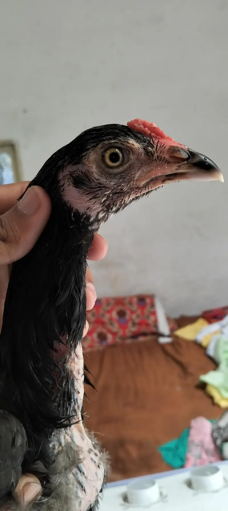 Aseel chicks for sale — photo 8
