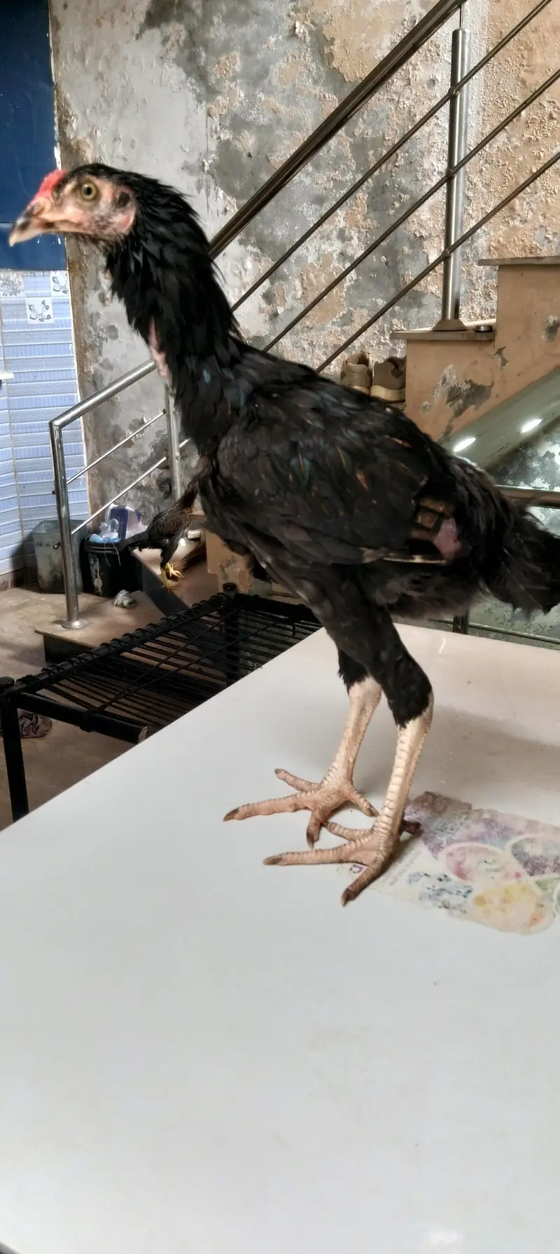Aseel chicks for sale — photo 10