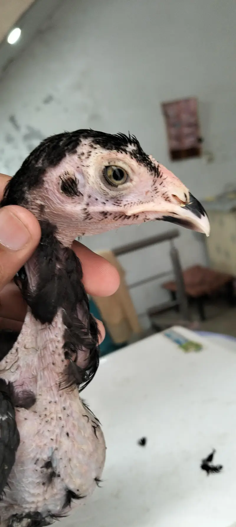 Aseel chicks for sale — photo 11