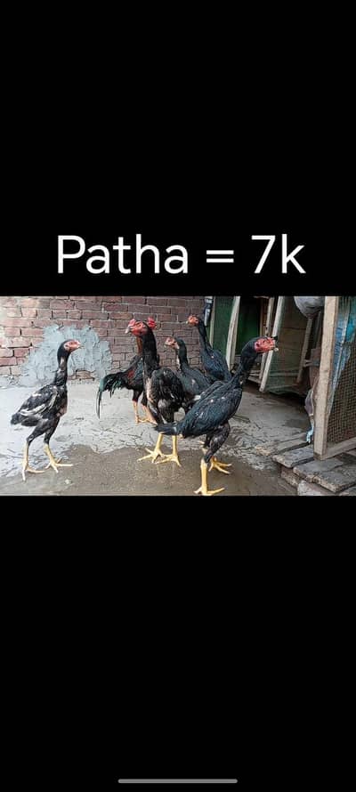 shamo patha/murga/murgi/pathay/hen