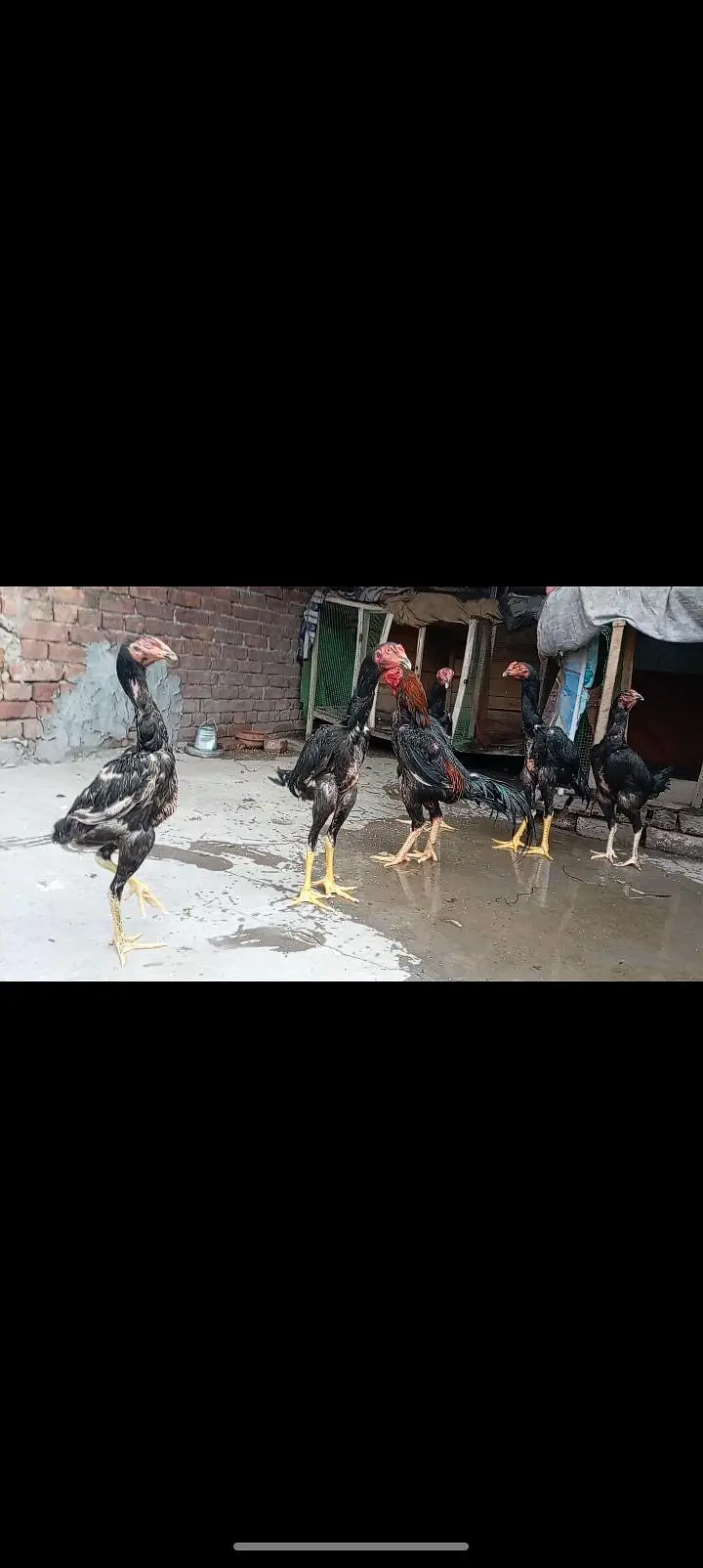 shamo patha/murga/murgi/pathay/hen — photo 2