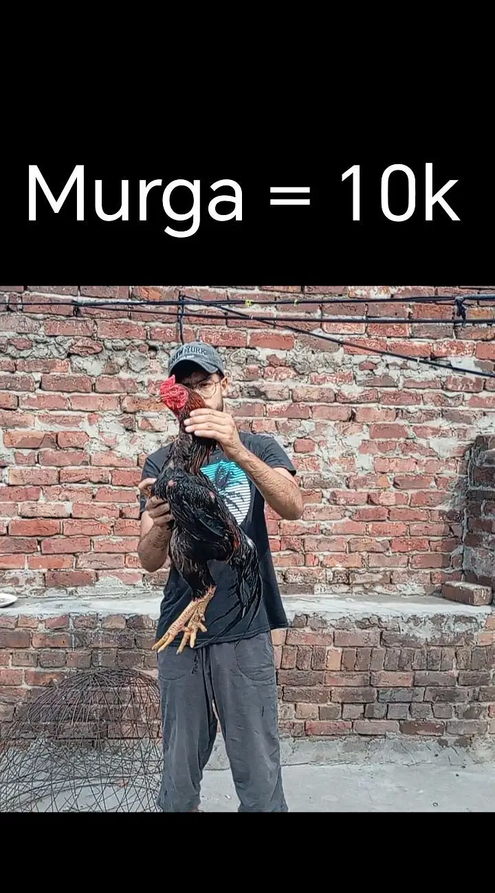shamo patha/murga/murgi/pathay/hen — photo 3