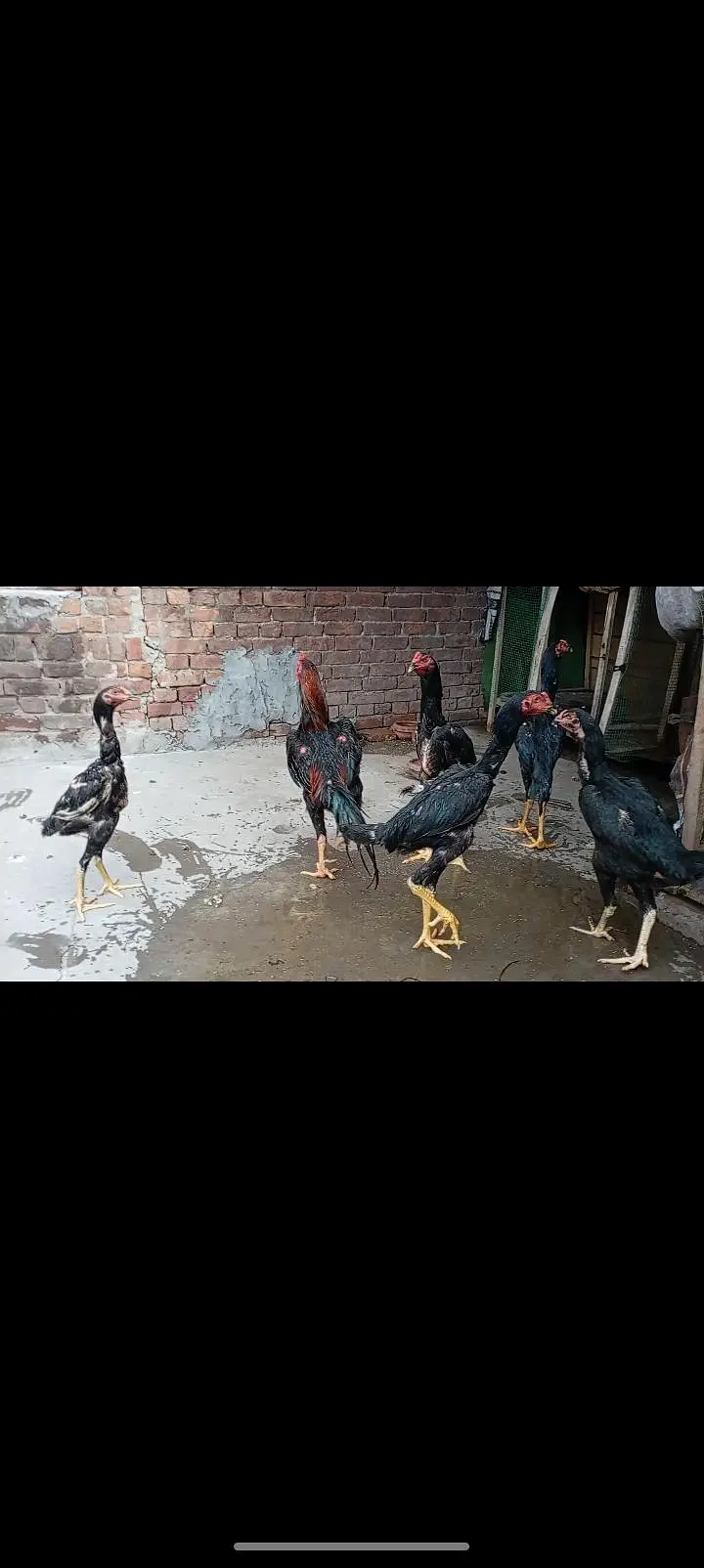 shamo patha/murga/murgi/pathay/hen — photo 5