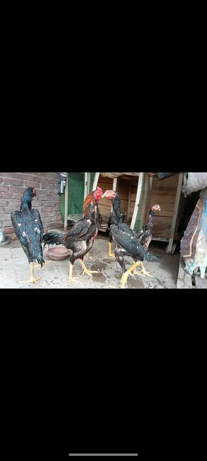 shamo patha/murga/murgi/pathay/hen — photo 6