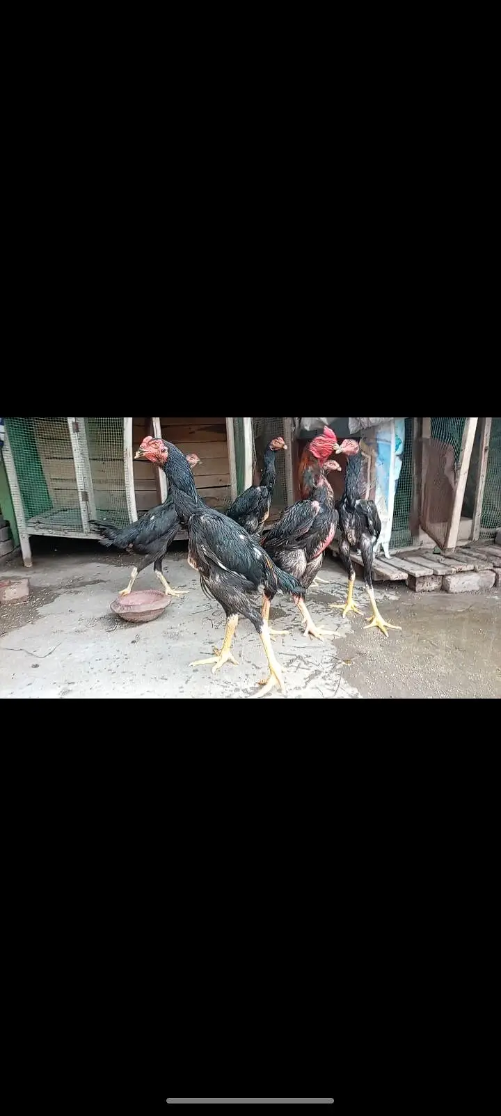 shamo patha/murga/murgi/pathay/hen — photo 7