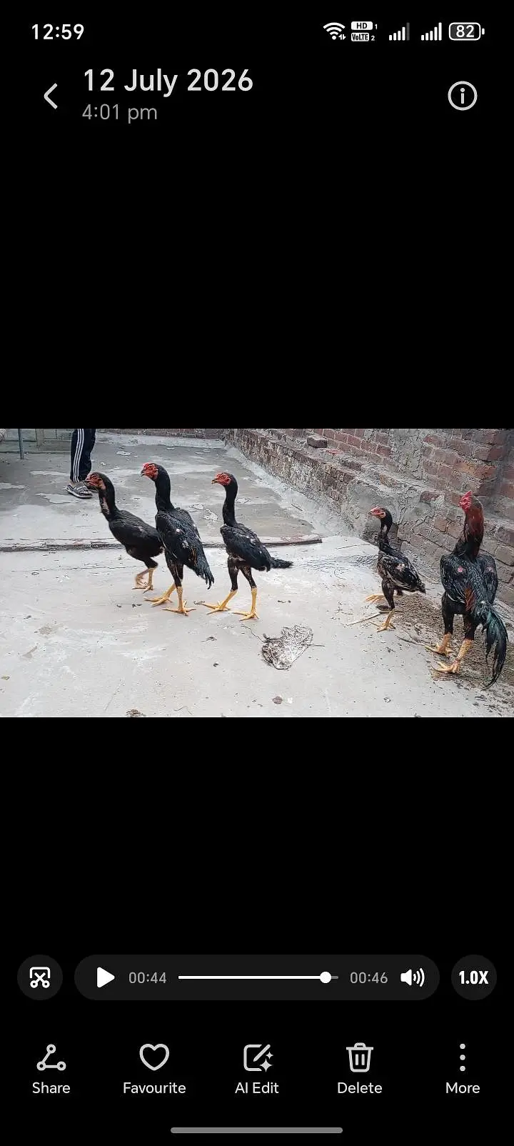 shamo patha/murga/murgi/pathay/hen — photo 8