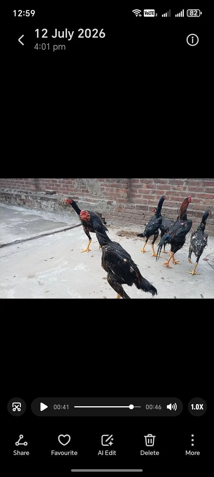 shamo patha/murga/murgi/pathay/hen — photo 9