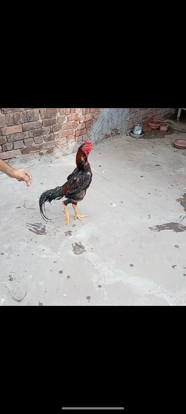 shamo patha/murga/murgi/pathay/hen — photo 10