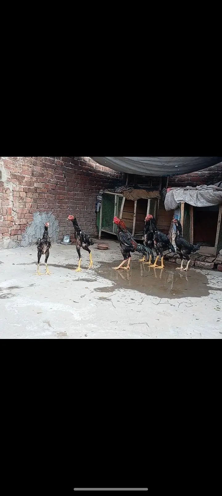 shamo patha/murga/murgi/pathay/hen — photo 11