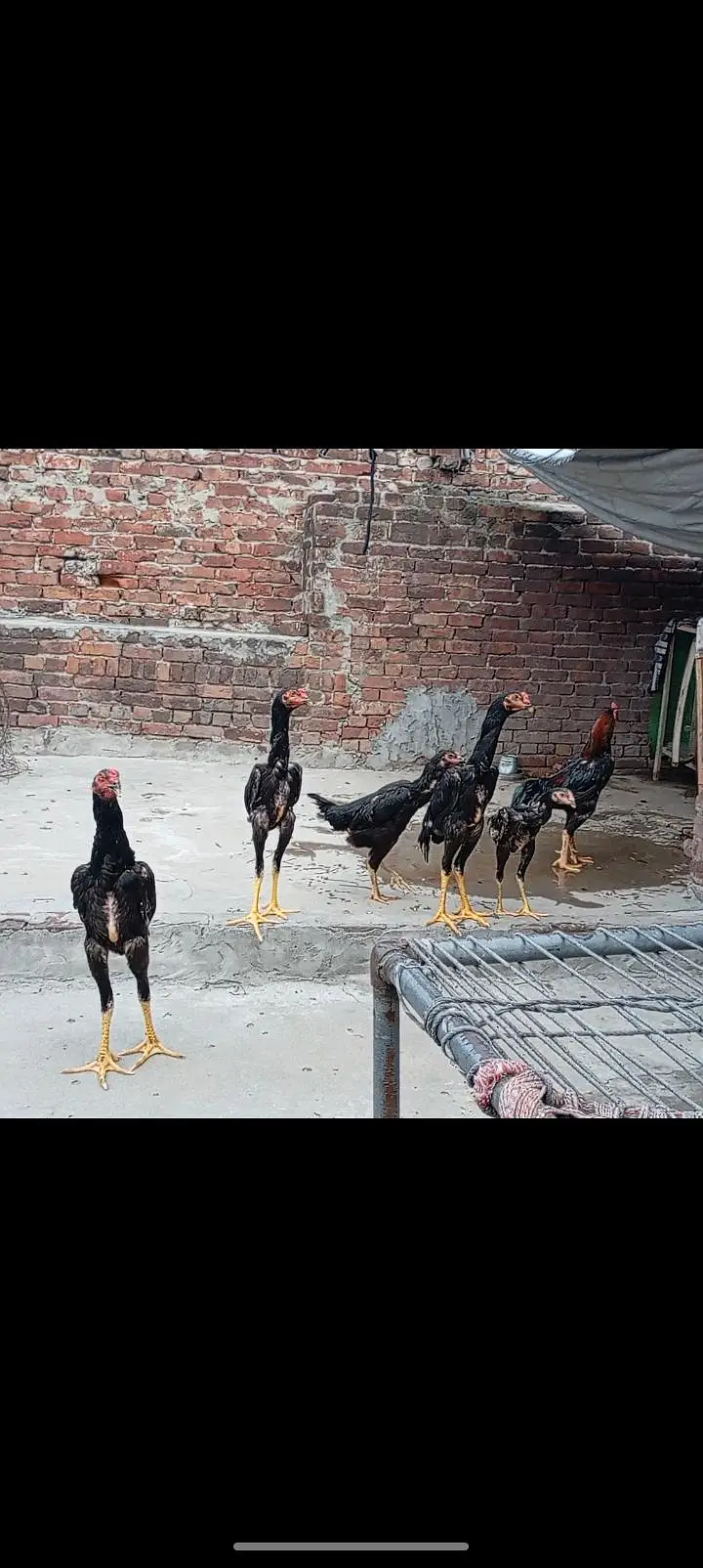 shamo patha/murga/murgi/pathay/hen — photo 12