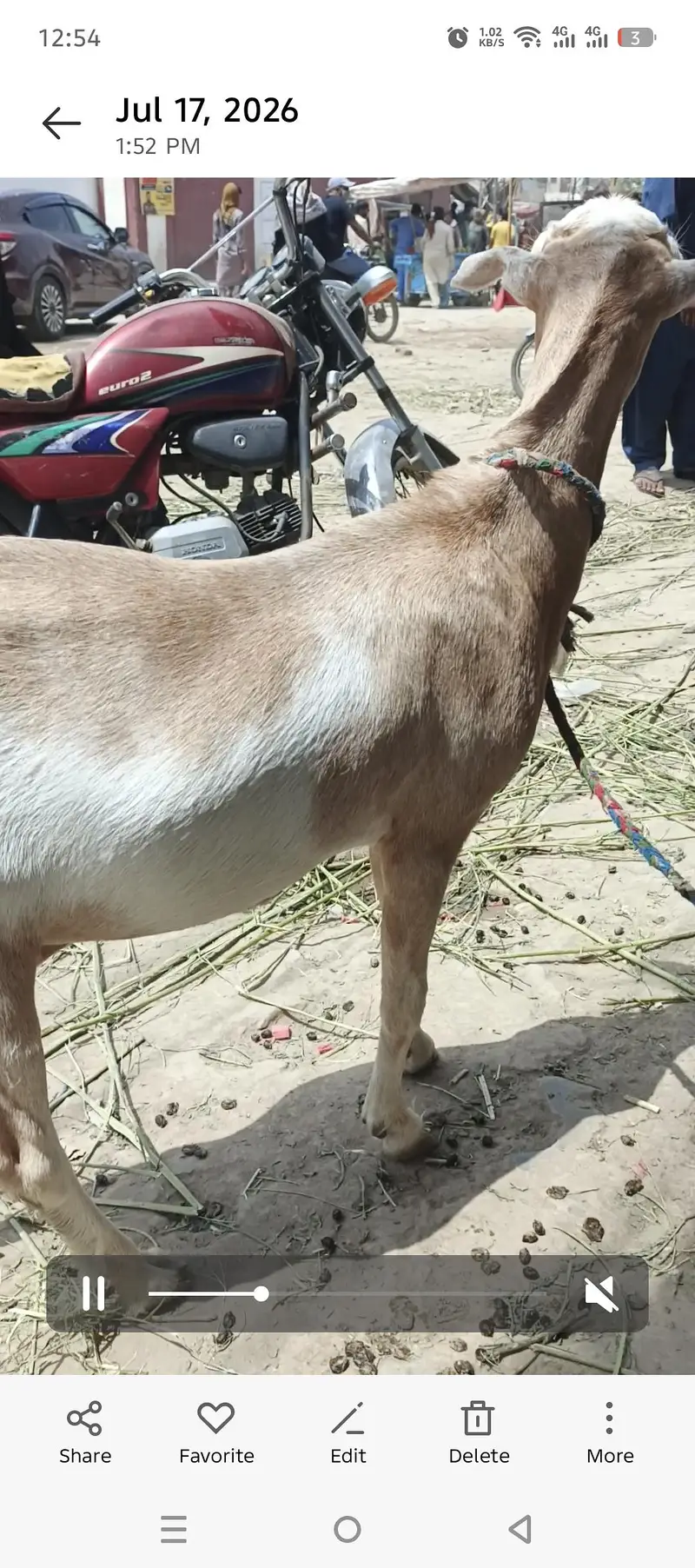Taedi Bakri Sanan Goat — photo 5