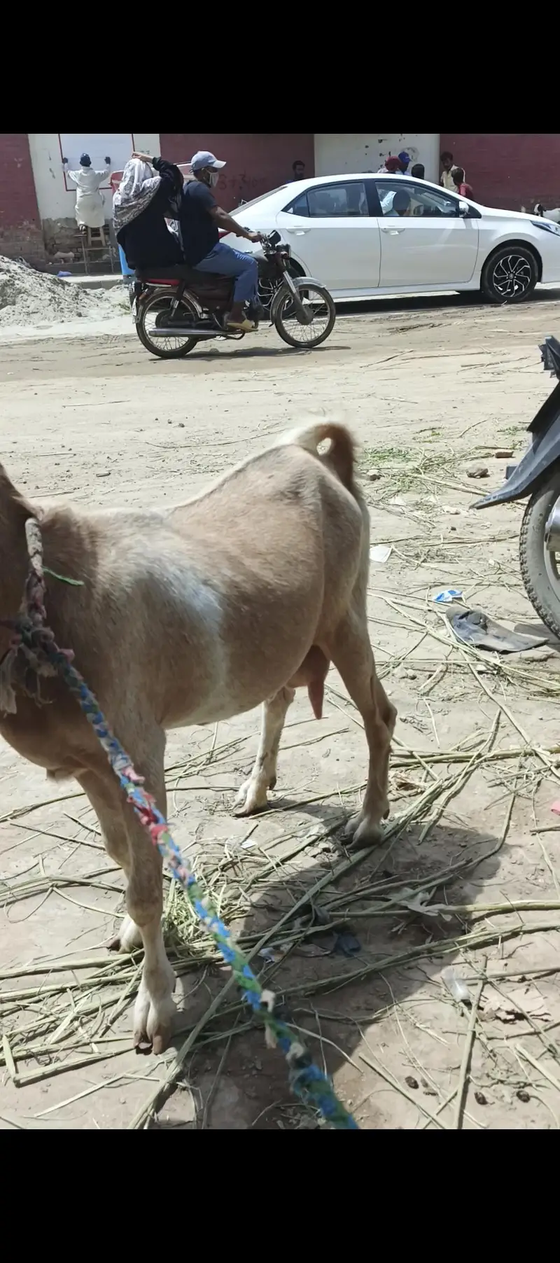 Taedi Bakri Sanan Goat — photo 6