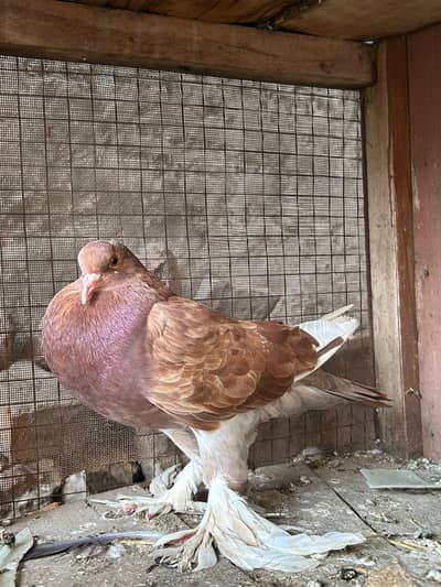 Ghubara High Quality Breeder Females