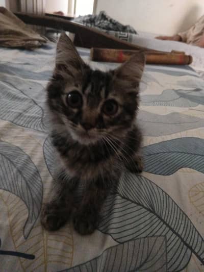 Persian kitten pair for sell playable cat for sell