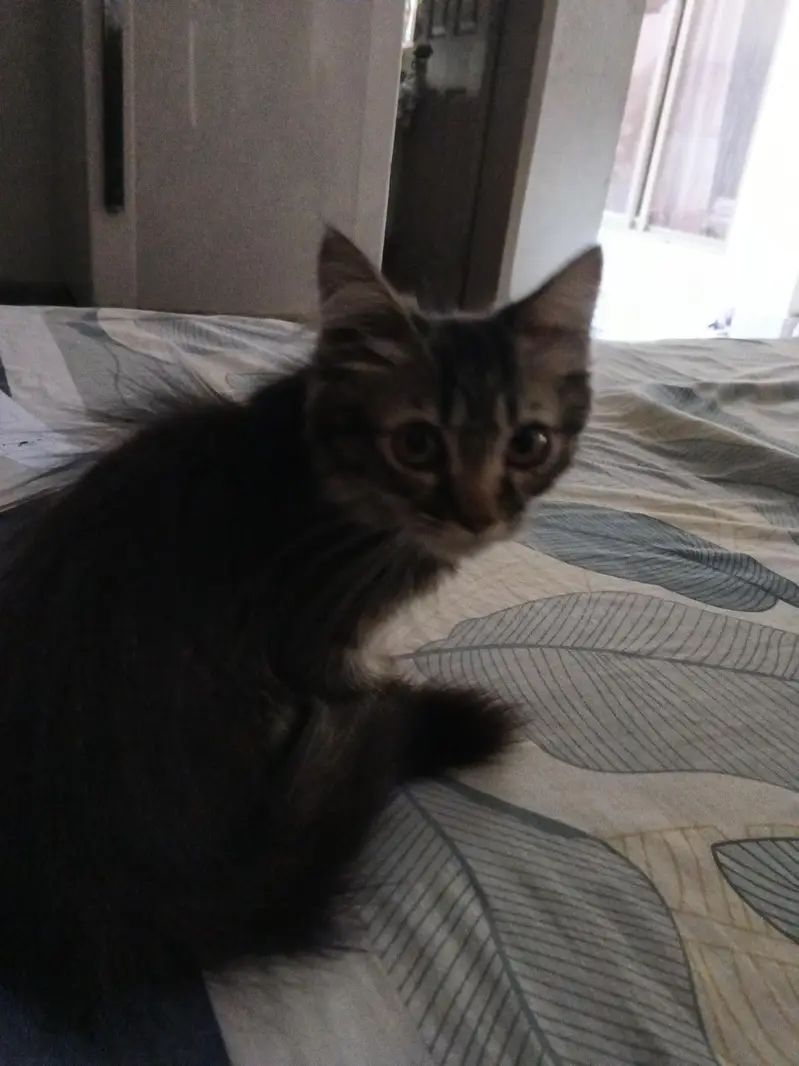 Persian kitten pair for sell playable cat for sell — photo 2