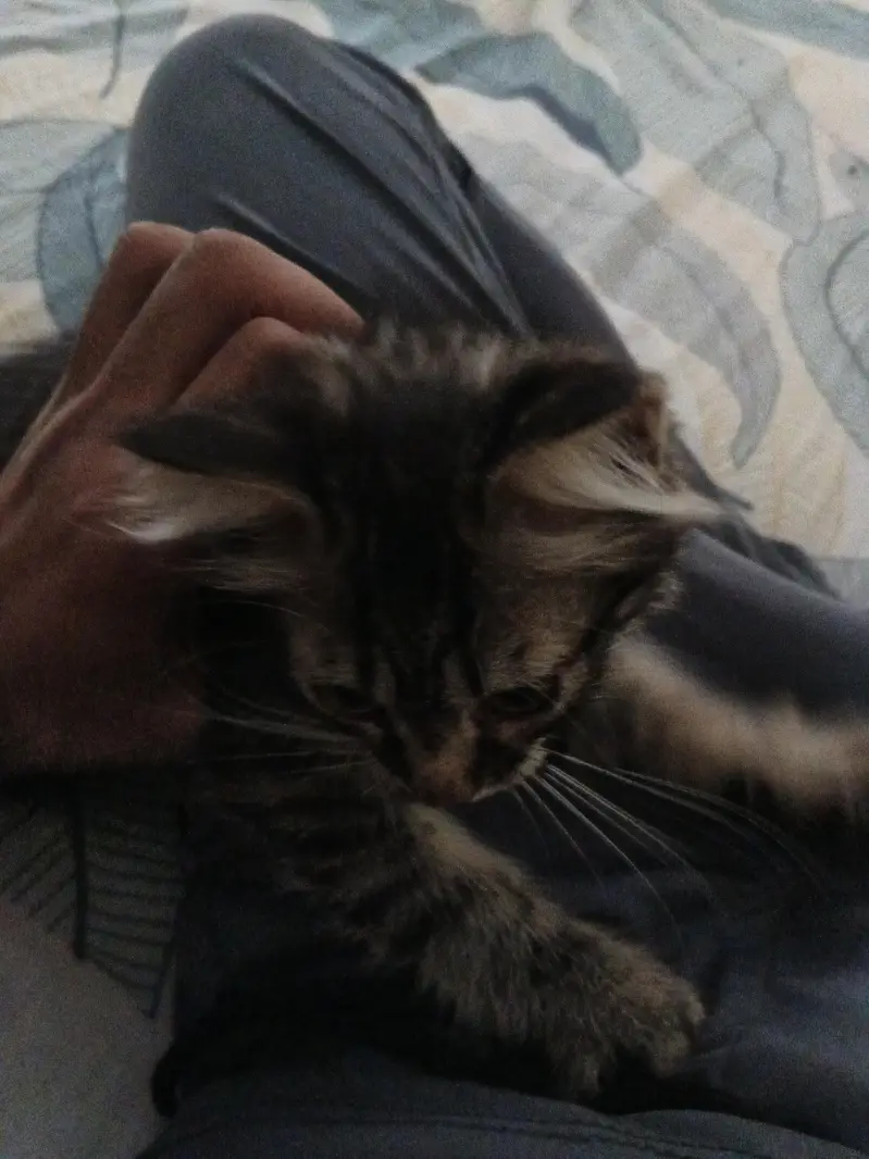 Persian kitten pair for sell playable cat for sell — photo 3
