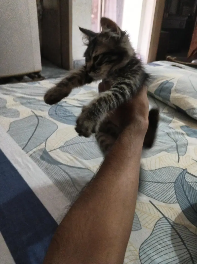 Persian kitten pair for sell playable cat for sell — photo 4