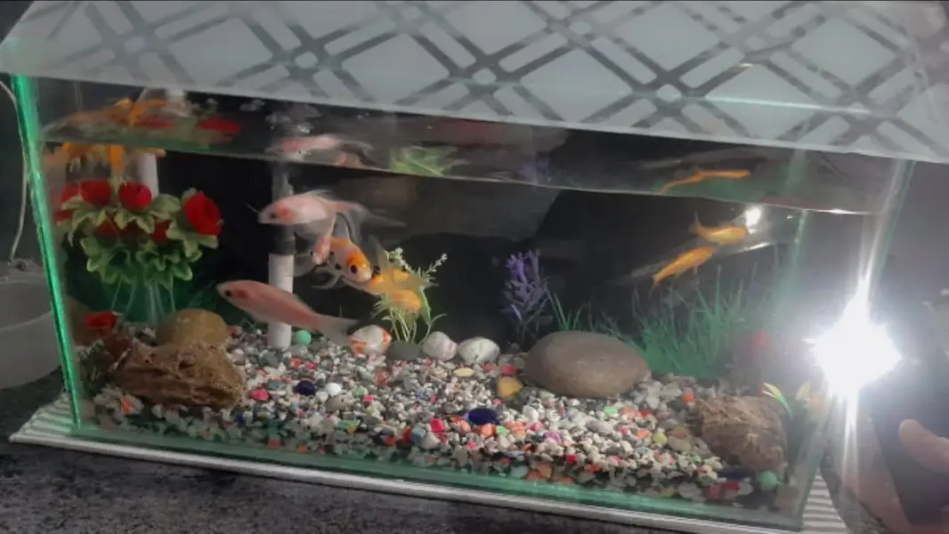 Aquarium