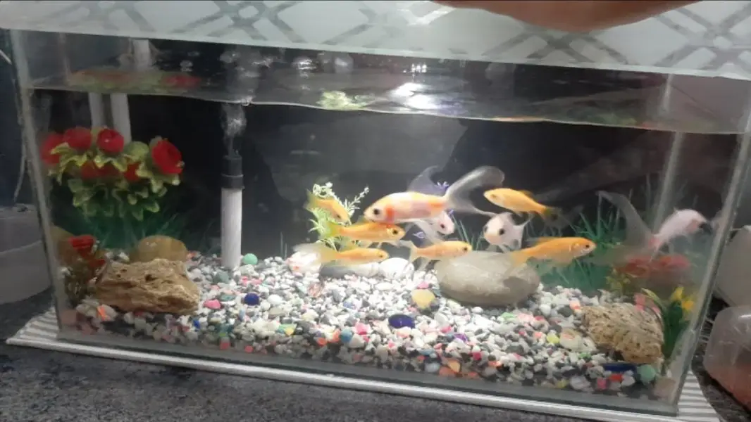 Aquarium — photo 2