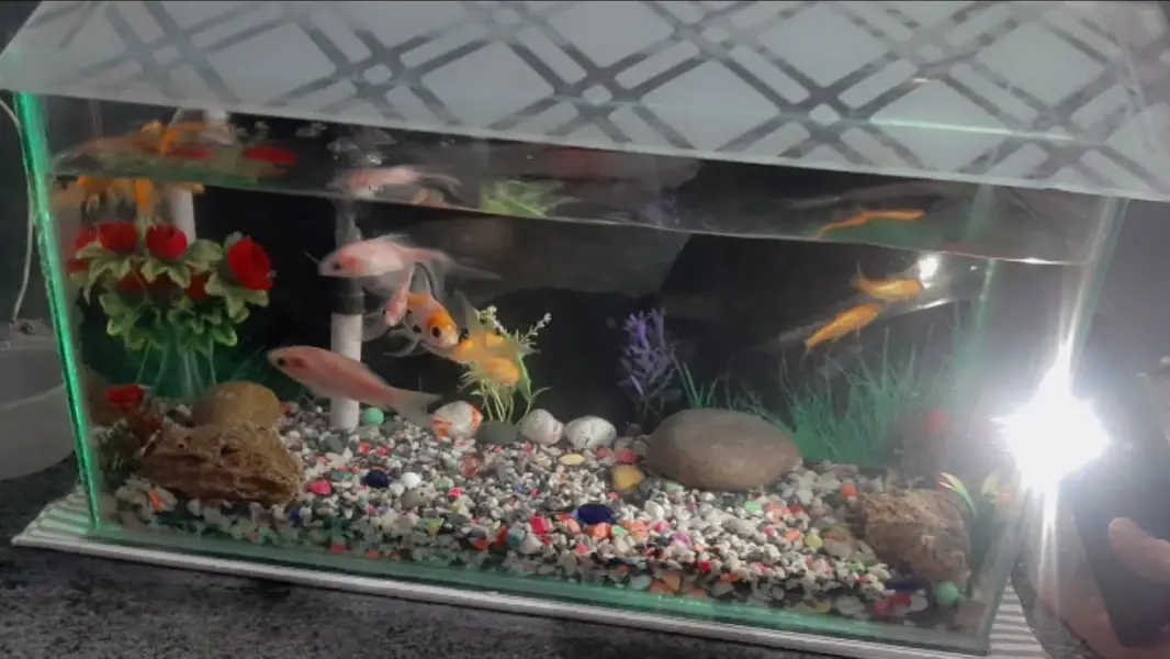 Aquarium — photo 3