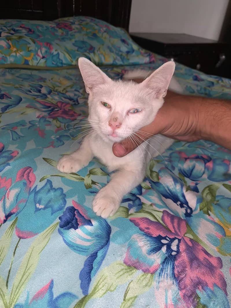persian 0