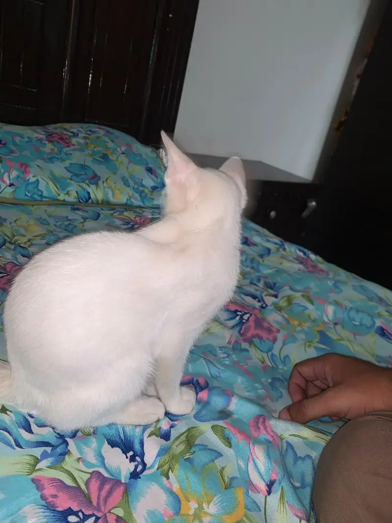 persian — photo 2