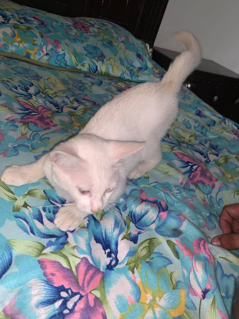 persian 2