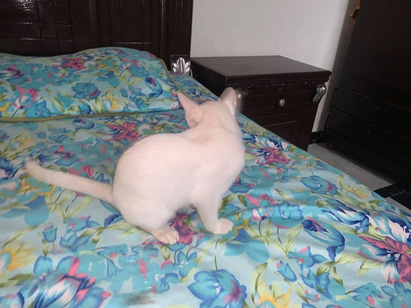 persian 6