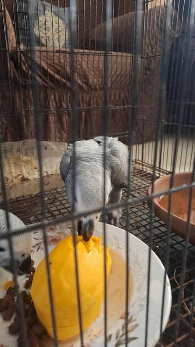 african grey self handtame parrot available