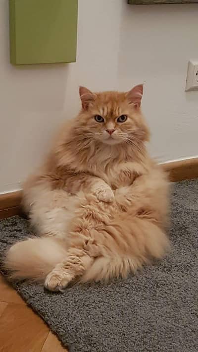 Cat fot sale