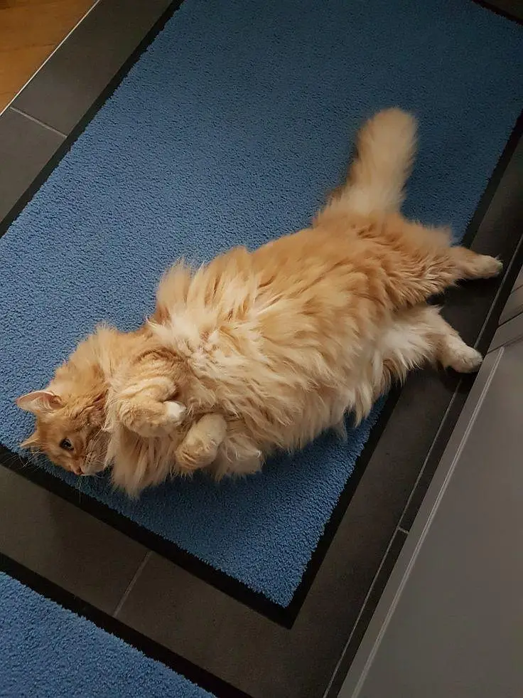 Cat fot sale — photo 3