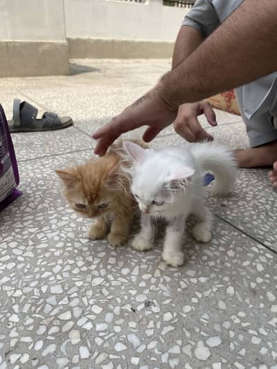 Persian and ginger Pair