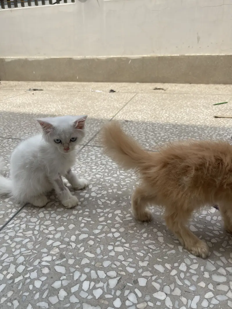 Persian and ginger Pair — photo 2